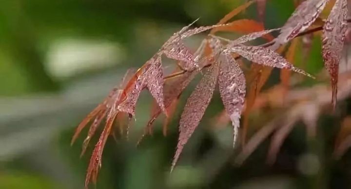 油煙凈化器，油煙凈化設(shè)備，油煙凈化機(jī)